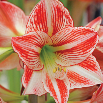 Amaryllis, Fairytale Amaryllis, Fairytale