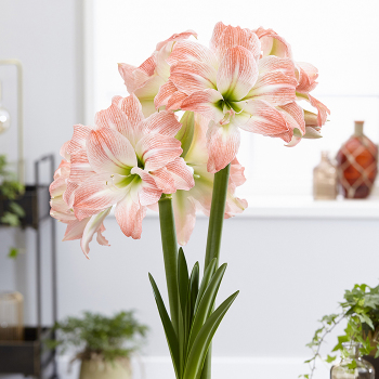 Amaryllis, Giant Amadeus