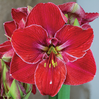 Amaryllis, Magical Touch
