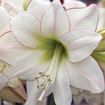 Amaryllis, Picotee Amaryllis, Picotee