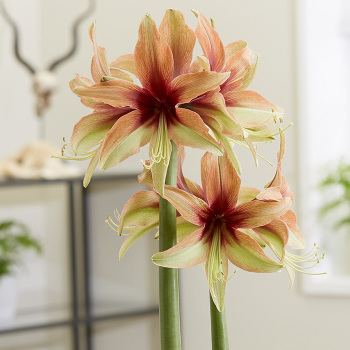 Amaryllis Wild Amazone