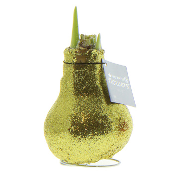 Amaryllis, Waxed Bulb Amaryllis, Waxed Bulb