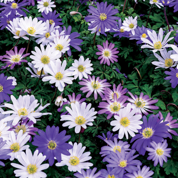 Anemone Mix, Pack of 24 Anemone Mix, Pack of 24