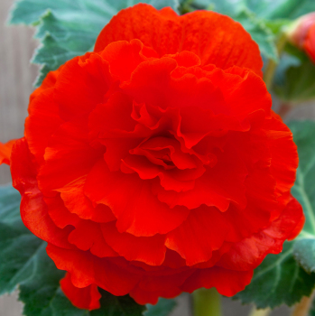 Begonia, Double, Scarlet