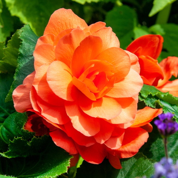Begonia, Double, Orange