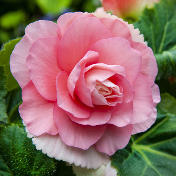 Begonia, Double, Pink