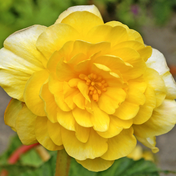 Begonia, Double, Yellow