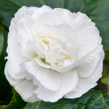 Begonia, Double, White