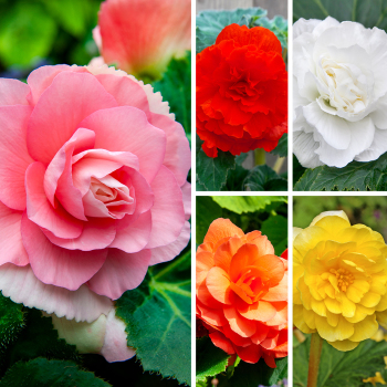 Begonia, Double, Mix, Pack of 3