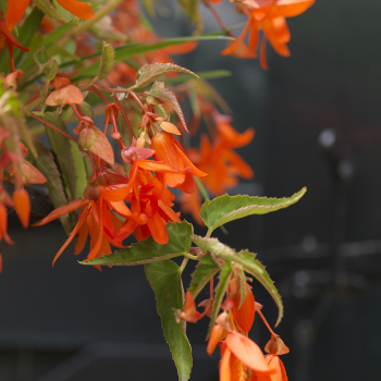 Begonia, Bertini, Pack of 3