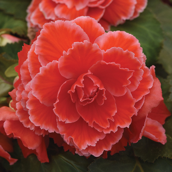 Picotee Lace Red Begonia
