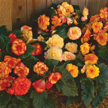 On Top® Sunset Shades Begonia