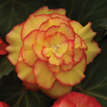 Begonia, Picotee, Sunburst