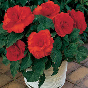 Scarlet Ballerina Begonia
