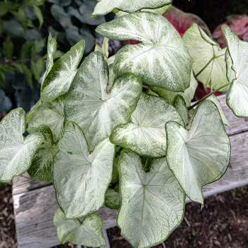 Caladium, Moonlight, Pack of 3