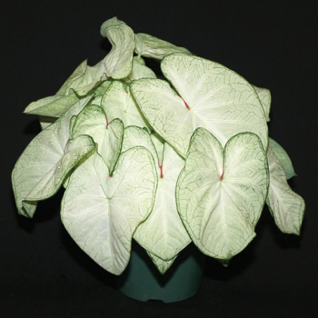 Caladium, Moonlight, Pack of 3 Caladium, Moonlight, Pack of 3