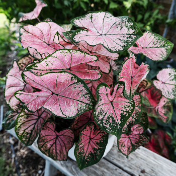 Caladium, Pink Splash, Pack of 3