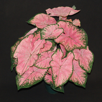 Caladium, Pink Splash, Pack of 3 Caladium, Pink Splash, Pack of 3