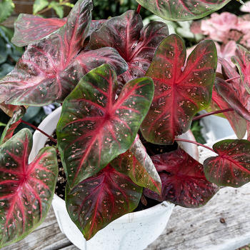 Caladium, Red Flash, Pack of 3