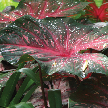 Caladium, Red Flash, Pack of 3 Caladium, Red Flash, Pack of 3