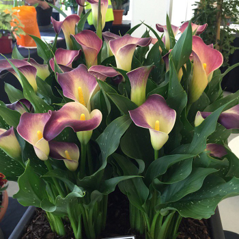 Calla, Nashville®