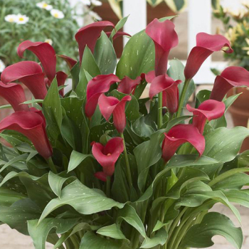 Calla, Royal Valentine®