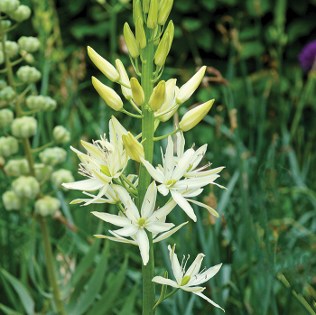 Camassia, Alba, Pack of 6