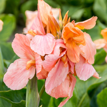 Canna, Apricot Frost, Pack of 3