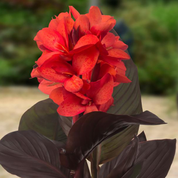 Canna, Happy Julia, Pack of 3