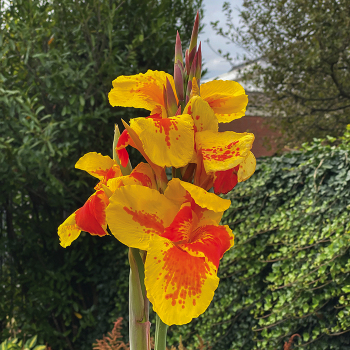 Canna, Taroudant, Pack of 3