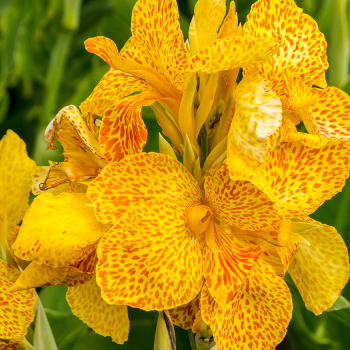 Canna, Tropical Yellow, Pack of 3