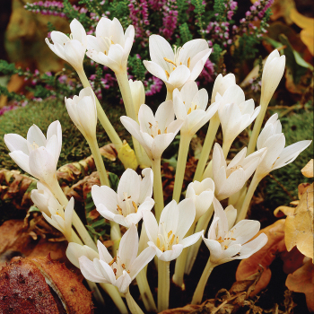 Colchicum, Album, Pack of 3