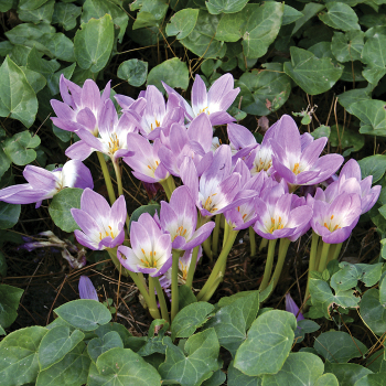 Colchicum, Lilac Wonder, Pack of 3 Colchicum, Lilac Wonder, Pack of 3