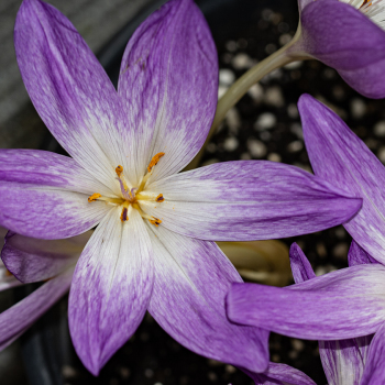 Colchicum, The Giant, Pack of 3 Colchicum, The Giant, Pack of 3