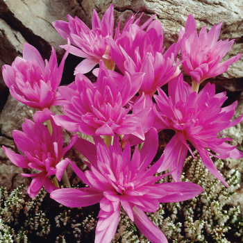Colchicum, Waterlily, Pack of 3 Colchicum, Waterlily, Pack of 3