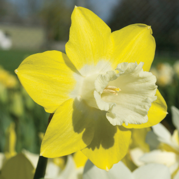 Daffodil Teal