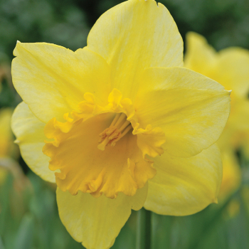 Daffodil, Carlton, Pack of 6 Daffodil, Carlton, Pack of 6