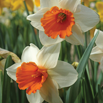 Daffodil Chromacolor Package of 10