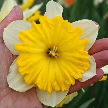 Daffodil Dinnerplate 