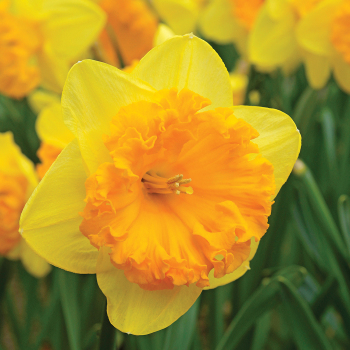 Daffodil Ferris Wheel Package of 10