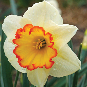 Daffodil Hawaiian Skies Package of 10