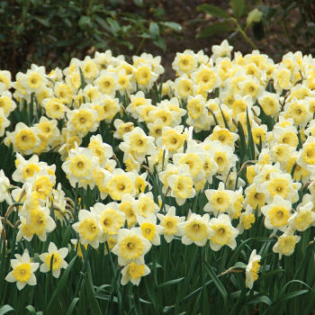 Daffodil, Ice Follies, Pack of 6 Daffodil, Ice Follies, Pack of 6