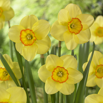 Daffodil, Pacific Rim, Pack of 6