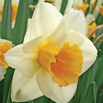 Daffodil Salome