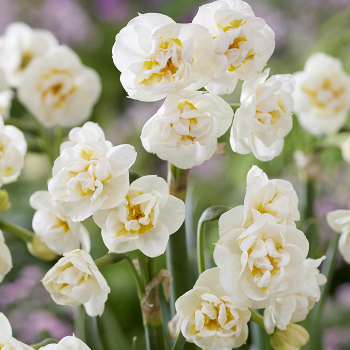 Daffodil, Bridal Crown, Pack of 6