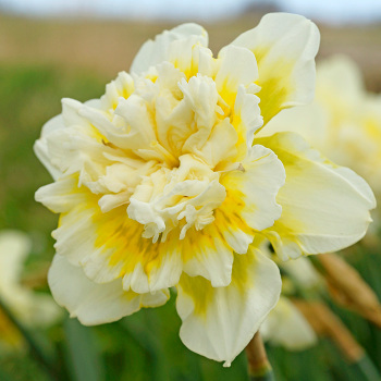 Daffodil Ice King Package of 10