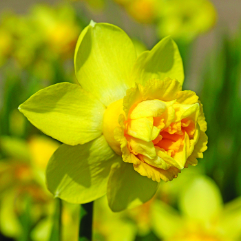Daffodil Milena