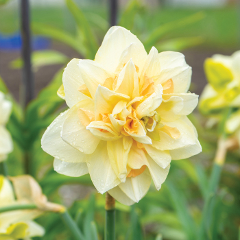 Daffodil Pom Pom Rose