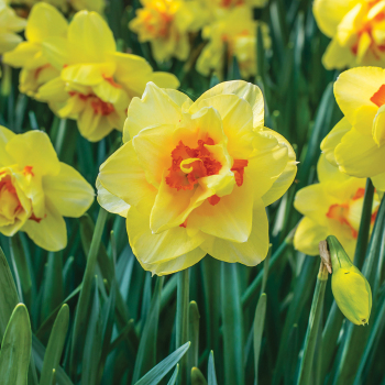 Daffodil, Tahiti, Pack of 6