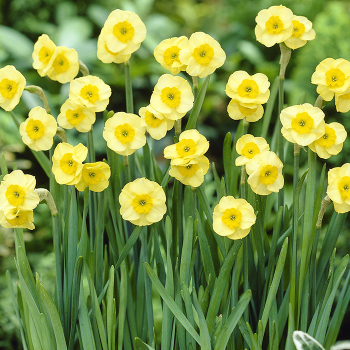 Daffodil, Sun Disc, Pack of 6